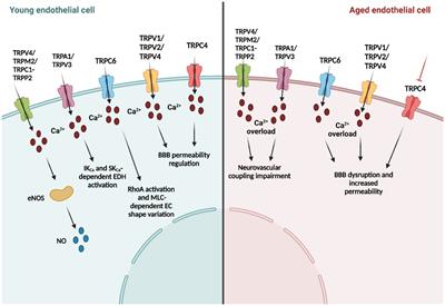 The role of endothelial TRP channels in age-related vascular cognitive impairment and dementia